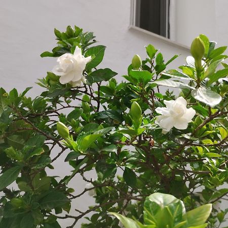 Apartament Η Ελπίδα Και Η Γιάννα Ξεκίνησαν Ένα Χώρο Cute Wolos Zewnętrze zdjęcie