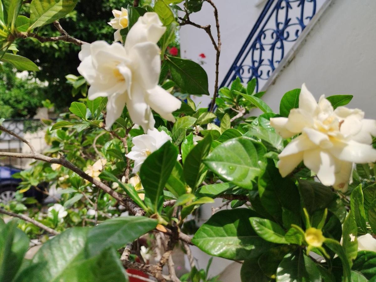 Apartament Η Ελπίδα Και Η Γιάννα Ξεκίνησαν Ένα Χώρο Cute Wolos Zewnętrze zdjęcie