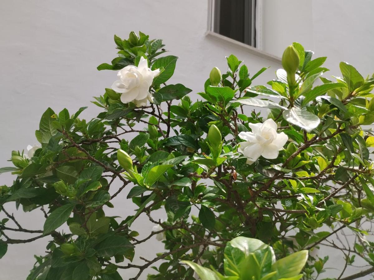 Apartament Η Ελπίδα Και Η Γιάννα Ξεκίνησαν Ένα Χώρο Cute Wolos Zewnętrze zdjęcie